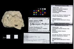 Foto (Objekt + Etikett) von Cracensigillatus acutirostris (Moericke, 1889)  (NHMW-GEO-1990-0041-0386)